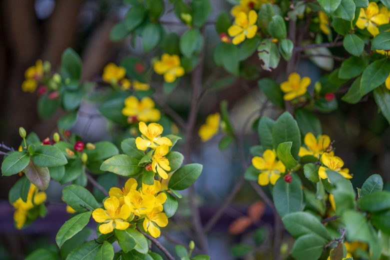Ochna serrulata, Mickey Mouse Plant, Bird's Eye Bush,  Mediterranean shrubs, Evergreen Shrubs, Yellow flowers,  Red Flowers