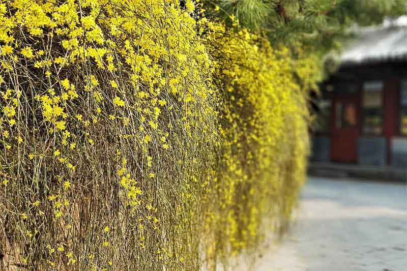 Jasminum Nudiflorum, Winter Jasmine, Winter-Flowered Jasmine, Jasminum sieboldianum,Fragrant Vine, Fragrant Shrub, Yellow Jasmine, Yellow Flowers