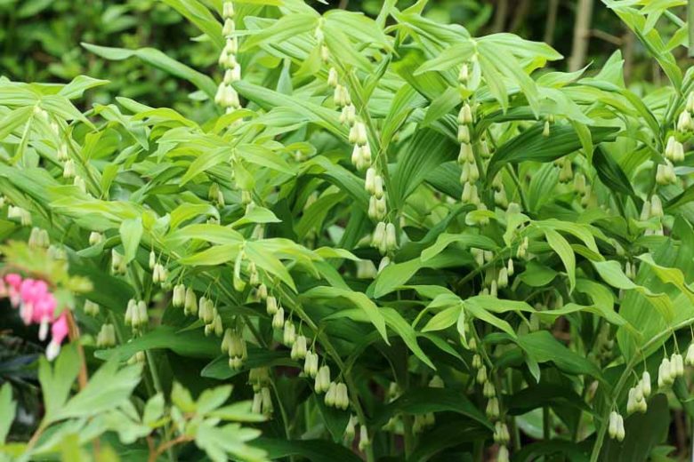 Polygonatum multiflorum, Common Solomon’s-seal, David’s-Harp, Ladder-to-Heaven, Eurasian Solomon’s Seal, Lady's Seal, Lady's Signet, Lily of the Mountain, Many-Flowered Solomon's Seal, White Root, shade perennials, wet soil perennials