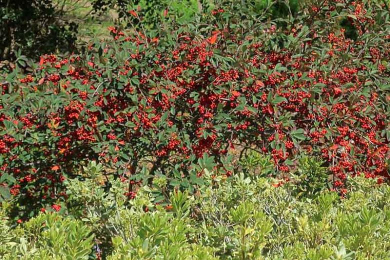 Cotoneaster lucidus, Hedge Cotoneaster, Shiny Cotoneaster, Evergreen Shrub, Hardy Shrub, Shrub with berries, Red Berries,