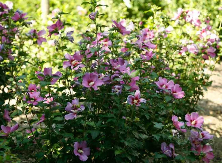 Hibiscus syriacus Purple Satin®, Rose of Sharon Purple Satin®, Shrub Althea Purple Satin®, Flowering Shrub, Purple flowers, Purple Hibiscus