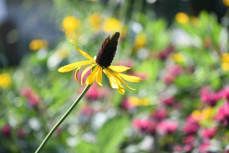 Rudbeckia maxima, Giant Coneflower, Great Coneflower, Giant Brown-eyed Susan, Cabbage Coneflower, Tall Coneflower, Tall Rudbeckia