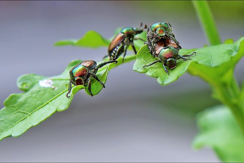 Japanese Beetle, Japanese Beetles