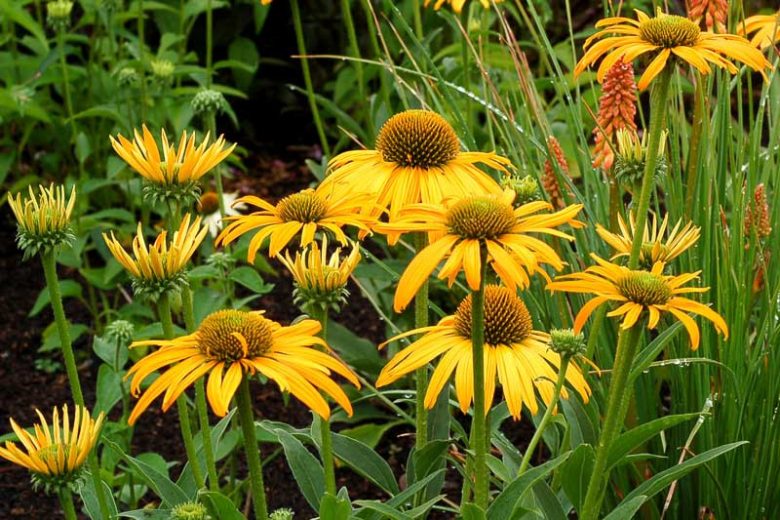 Echinacea Now Cheesier, Now Cheesier Echinacea, Coneflower 'Now Cheesier', Yellow coneflower, Yellow coneflowers, Yellow Echinacea, Yellow Flowers, Yellow Perennials