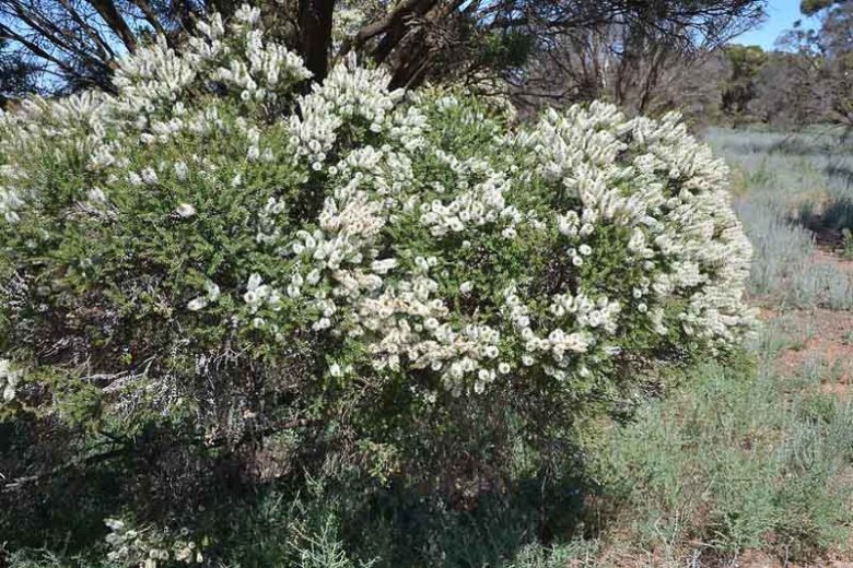 Melaleuca armillaris, Bracelet Honey Myrtle, Drooping Melaleuca, Mediterranean shrubs, Evergreen Shrubs, White flowers,  drought tolerant flowers