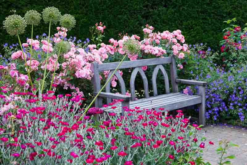 Lychnis Coronaria, Rose Campion, Rose Campion in a mixed border with silver foliage and brightly colored flowers