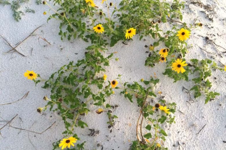 Helianthus debilis, Beach Sunflower, Dune Sunflower, Cucumber-leaf Sunflower, Cucumberleaf Sunflower, Yellow Flowers, Yellow Annuals, Beach Flower