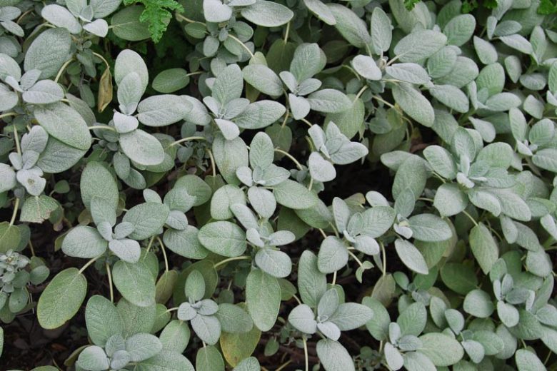 Salvia Officinalis 'Berggarten', Berggarten Sage, Salvia officinalis 'Herrenhausen', Fragrant Shrub, Evergreen shrub, Aromatic Shrub