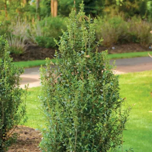 Ilex crenata 'Sky Pointer', Japanese Holly 'Sky Pointer', Sky Pointer Japanese Holly, evergreen shrub, Black Berries, columnar shrub