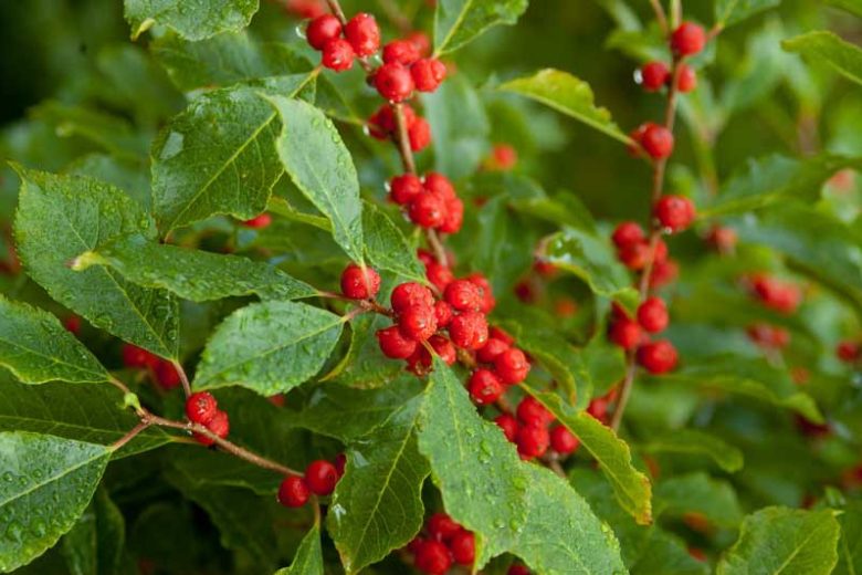 Ilex Verticillata 'Wildfire', Winterberry 'Wildfire', red berries, evergreen shrub, American winterberry, Aquifoliaceae, Berry, holly, Ilex, winter shrub
