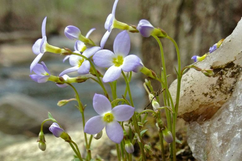 Houstonia caerulea, Azure Bluet, Quaker Ladies, Bluets, Hedyotis caerulea, Blue flowers, Drought tolerant plants, Blue Ground Covers