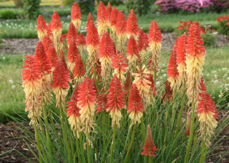 Kniphofia 'Rocket's Red Glare', Red Hot Poker 'Rocket's Red Glare, Poker Plant 'Rocket's Red Glare', Torch Lily 'Rocket's Red Glare', Tritoma 'Rocket's Red Glare', Red flowers, Red Kniphofia, Red Red Hot Poker, Red Poker Plant, Red Torch Lily