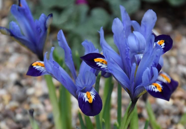 Iris 'Gordon', Dwarf Iris 'Gordon', Iris reticulata 'Gordon', Iris reticulata, Dwarf iris, Early spring Iris,Purple flowers, Purple iris,Blue flowers, Blue iris
