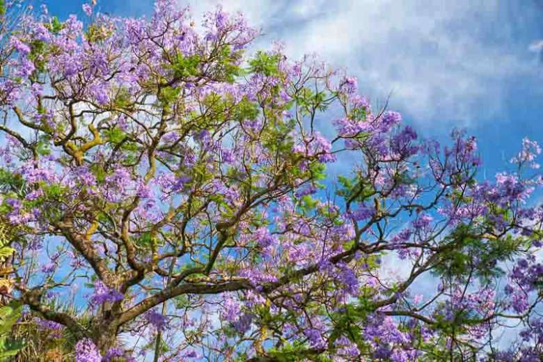 Jacaranda mimosifolia, Black Poui, Green Ebony Tree, Blue Jacaranda, Jacaranda Tree, Sharp-Leaf Jacaranda, Mediterranean Tree, Blue flowers