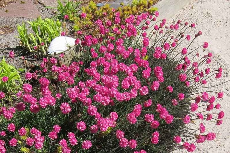 Armeria Maritima 'Rubrifolia', Sea Thrift 'Rubrifolia', Thrift 'Rubrifolia', Sea Pink 'Rubrifolia', Cliff Rose 'Rubrifolia', Cushion Pink 'Rubrifolia', Lady's Cushion 'Rubrifolia', Lady's Pincushion 'Rubrifolia', Marsh Daisy 'Rubrifolia', Sea Gilliflower 'Rubrifolia', Sea Grass 'Rubrifolia',Pink Flowers
