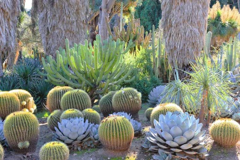 Myrtillocactus geometrizans, Blue Candle, Garambulla, Our Father, Blue Flame, Bilberry Cactus, Whortleberry Cactus, Blue Myrtle cactus, Cereus geometrizans