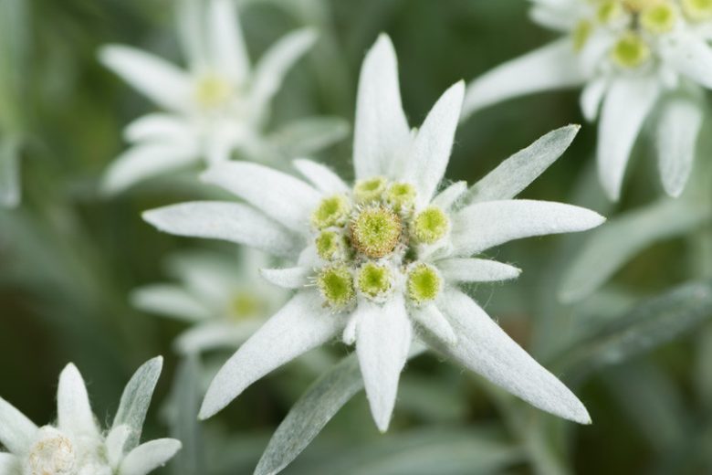 Leontopodium alpinum, Edelweiss, Alpine Snow Flower, Leontopodium nivale subsp. alpinum, Gnaphalium leontopodium