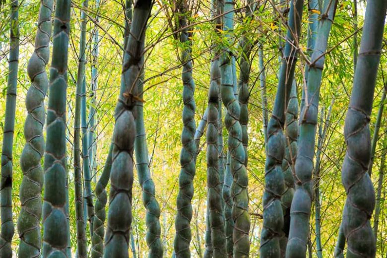 Phyllostachys edulis 'Heterocycla', Tortoise Shell Bamboo, Running Bamboo, Evergreen Bamboo, Shade plants, shade perennial, plants for shade, plants for wet soil