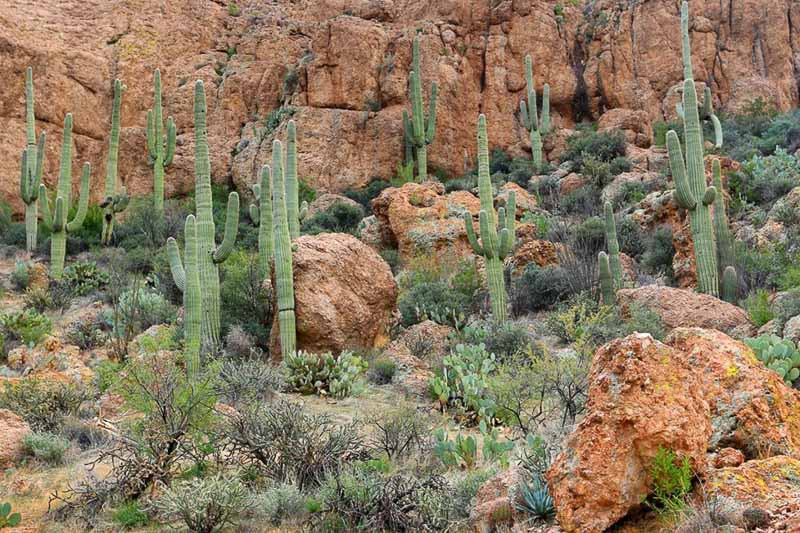 Carnegiea gigantea, Saguaro, Monument of the desert, Sage of the Desert, Giant Cactus, Cereus giganteus, Pilocereus giganteus, Columnar Cactus, Columnar Succulent