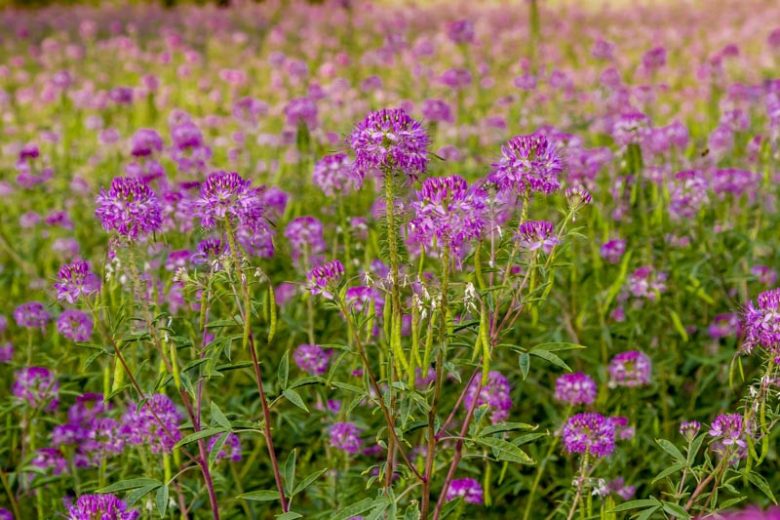 Cleome serrulata, Rocky Mountain Beeplant, Skunkweed, Waa, Tall Annual Flowers, Tall Flowers, Pink annuals, Pink Flowers, Purple annuals, Purple flowers