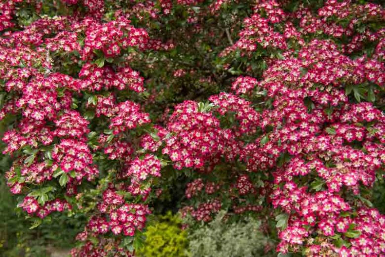 Crataegus laevigata 'Punicea', Midland Hawthorn 'Punicea',English Hawthorn 'Punicea', Red fruit, red berries, Winter fruits, Red flowers,