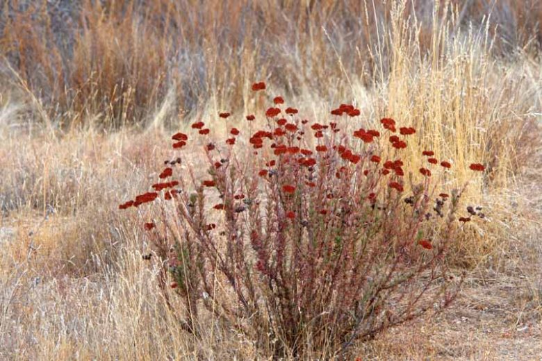 Eriogonum fasciculatum,  California Buckwheat, Eastern Mojave Buckwheat, Flattop Buckwheat, Yellow Buckwheat