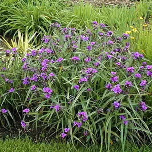 Tradescantia 'Concord Grape',  Spider Lily 'Concord Grape', Spiderwort 'Concord Grape', Blue Flowers, Purple Flowers