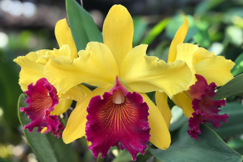 Cattleya, Fragrant Orchids, Cattleya bicolor, Corsage Orchid, Queen of Orchids, Cattleya schilleriana, Orchids