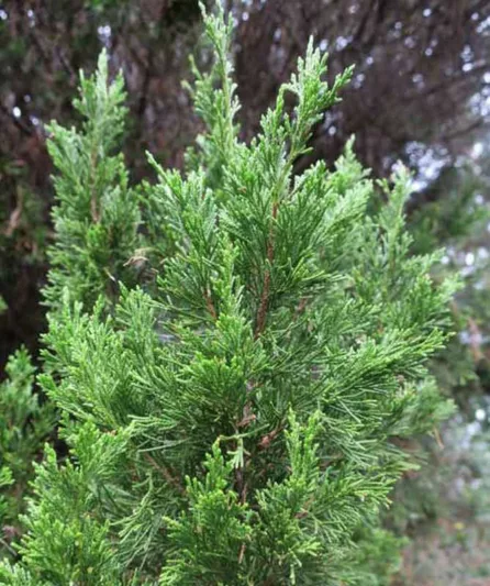 Juniperus chinensis 'Spartan', Chinese Juniper Spartan, Evergreen Shrub, Evergreen Tree
