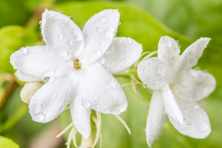 Jasminum Sambac, Arabian Jasmine, Mohle Flower, White-Flowered Indian Jasmine, Zambac, Sampa Gita,Fragrant Vine, Fragrant Shrub, Evergreen Vine, evergreen shrub, White Flowers