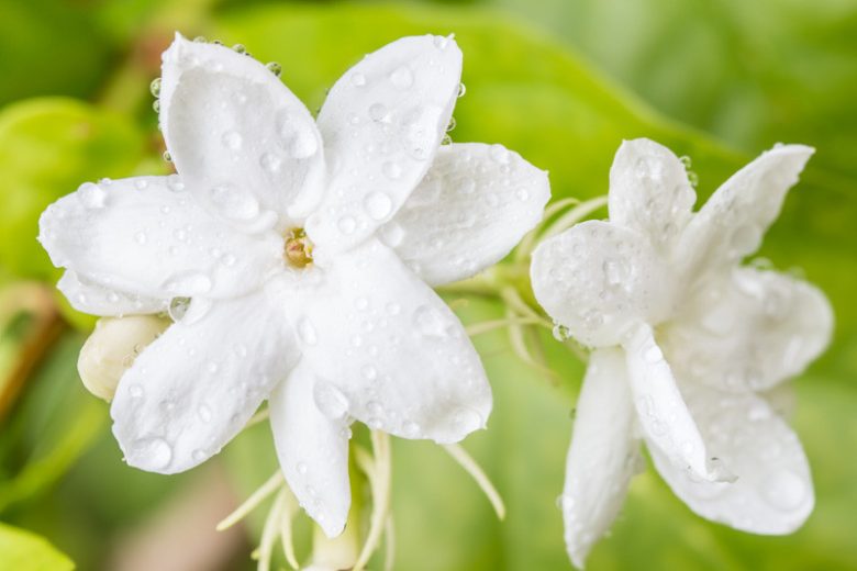 Arabian Jasmine Jasminum Sambac Guide Arabian Jasmine Jasminum Sambac Guide