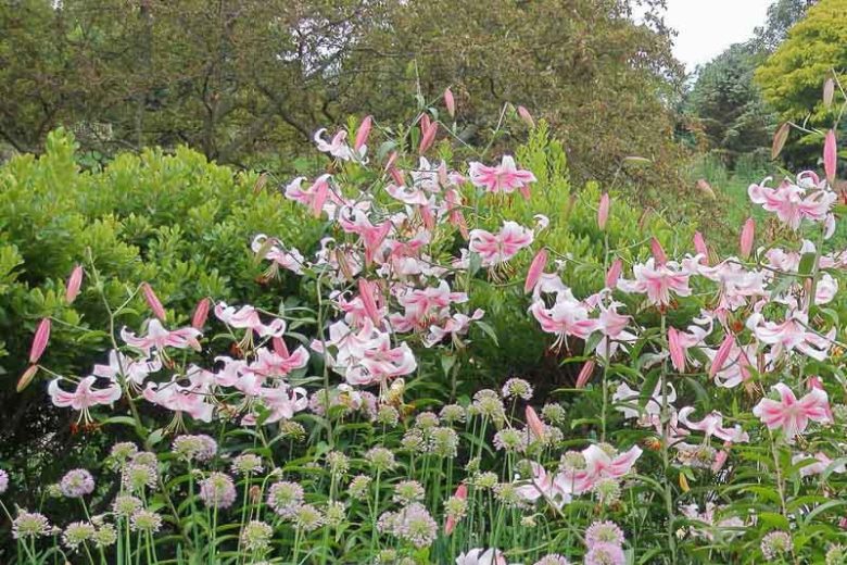 Allium stellatum, Autumn Onion, Prairie Onion, Ornamental Allium, Pink flowers, Summer Pink Flowers