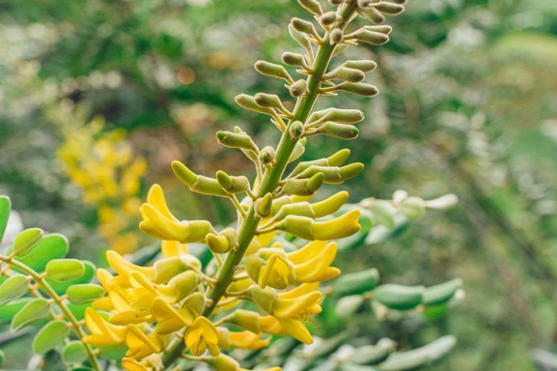 Sophora tomentosa, Yellow Necklacepod, Yellow Sophora, Necklace Pod, Tambalisa, Florida Native Shrub, Evergreen Shrub,