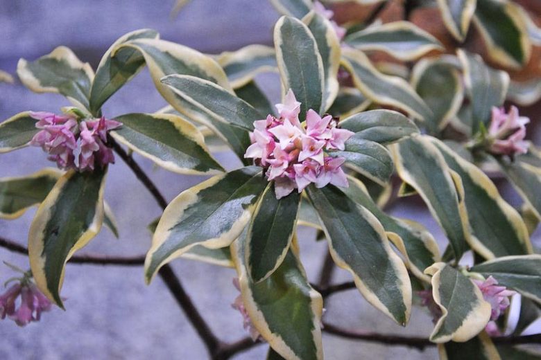 Daphne odora 'Aureomarginata', Winter Daphne 'Aureomarginata', Gold-Edged Winter Daphne, Fragrant shrub, Flowering Shrub, Pink Flowers