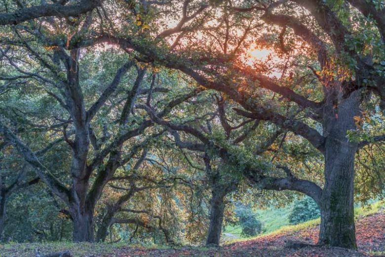 Quercus agrifolia, California Live Oak, Coast Live Oak, Encino Verde