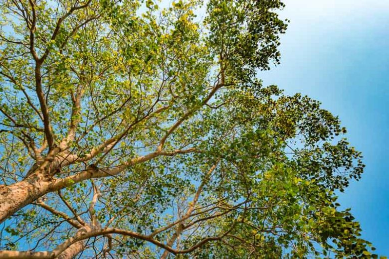 Pterocarpus indicus, Red Sandalwood, Amboyna Wood, Andaman Redwood, Burmese Rosewood, Malay Paduak, Papua New Guinea Rosewood, Philippine Mahogany, Redwood, Smooth Narra,  Tropical Shade Tree, Shade Tree