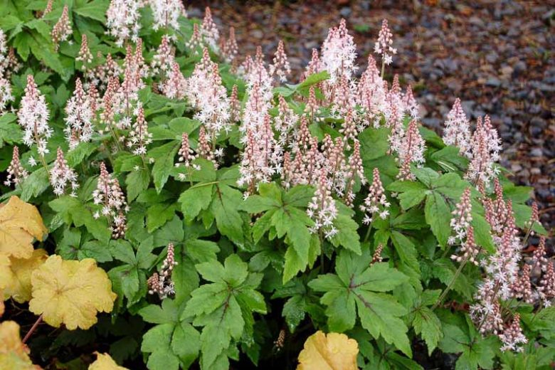 Tiarella 'Crow Feather', Foam Flower 'Crow Feather', Coolwort 'Crow Feather', False Mitrewort 'Crow Feather', White Coolwort, Shade plants, White Flowers