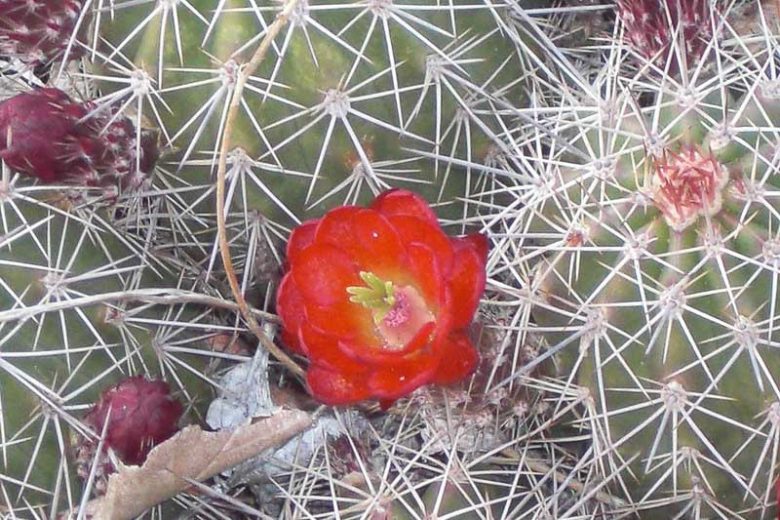 Echinocereus coccineus, Scarlet Hedgehog Cactus, Claret Cup, Red Flowers
