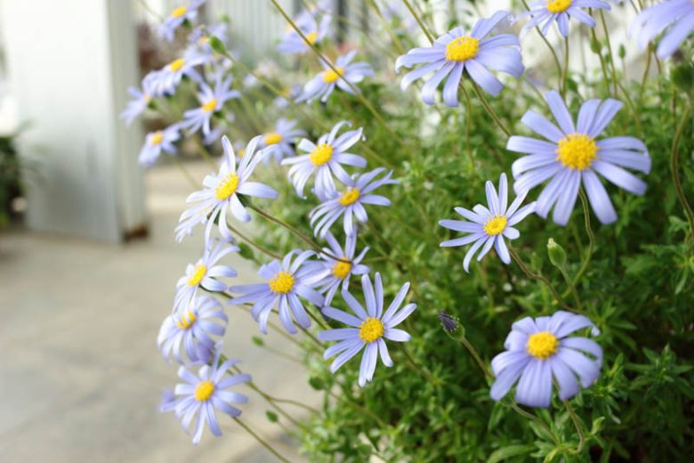 Felicia amelloides, Kingfisher Daisy, Blue Daisy, Blue Marguerite, Cape Aster, Flower of Happiness, Happy Flower, Aster amelloides, Aster coelestis, Felicia capensis, Felicia coelestis, Drought Tolerant plant, Blue Flowers