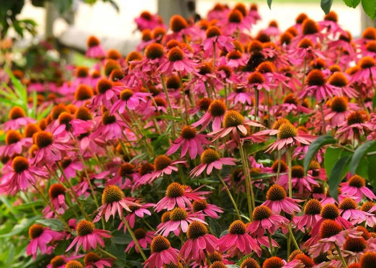 Echinacea 'PowWow Wild Berry', Coneflower 'PowWow Wild Berry', Echinacea PowWow Series, Pink coneflower, Pink coneflowers, Pink Echinacea, Coneflower, Coneflowers