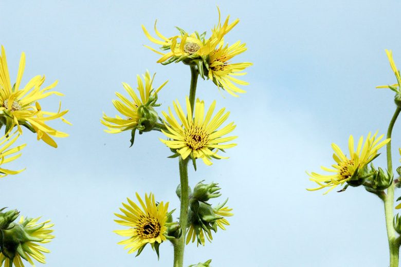 Silphium laciniatum, Compassplant, Compass Plant, Gopher Plant, Pilot Plant, Pilot Weed, Polar Plant, Ragged Cup, Rosin Weed, Yellow Flowers, Yellow Perennials