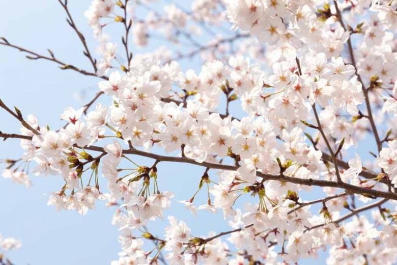 Cheery Blossom, Cherry Tree, Prunus yedoensis, Yoshino Cherry Tree