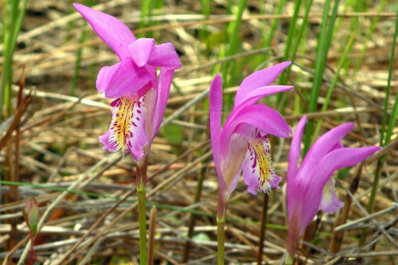 Arethusa bulbosa, Dragon's Mouth, Swamp Pink, Bog Orchid, Bog Rose, Indian Pink