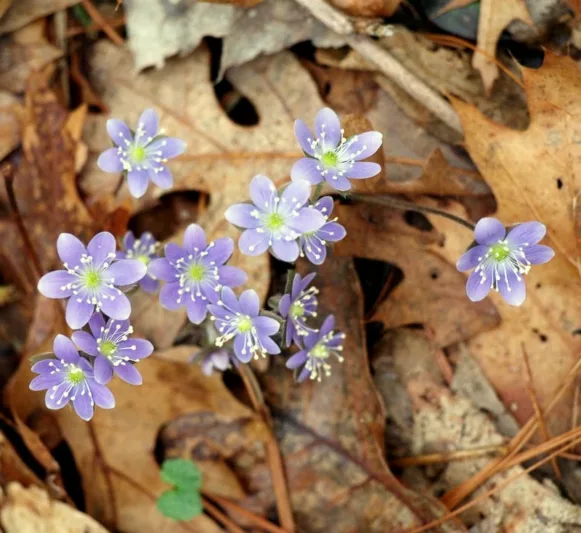 Hepatica americana, Roundleaf Liverleaf , Anemone americana, American Liverwort, Blue Anemone, White Flowers, Winter Flowers, Early Spring Flowers