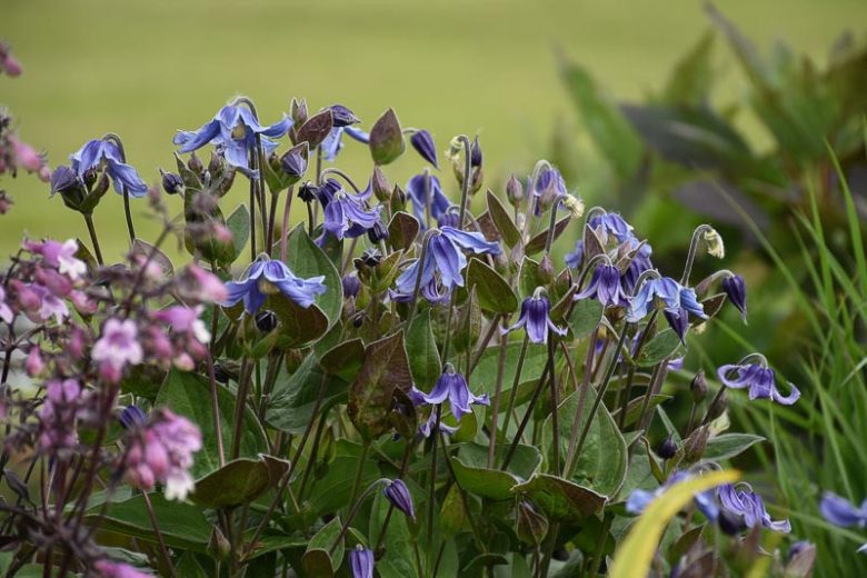 Clematis 'Stand by Me', Stand by Me Clematis, Purple Clematis, Blue Clematis, Bellflower Clematis,