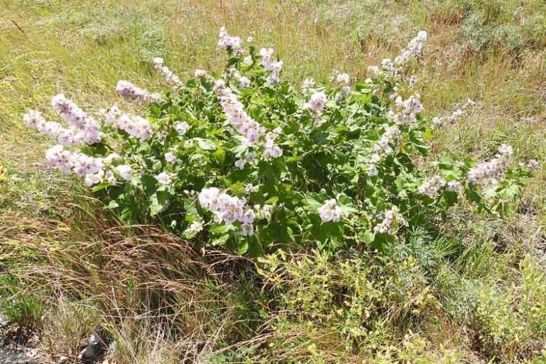 Iliamna rivularis, Streambank Wild Hollyhock, Wild Hollyhock, Mountain Globemallow, Pink flowers