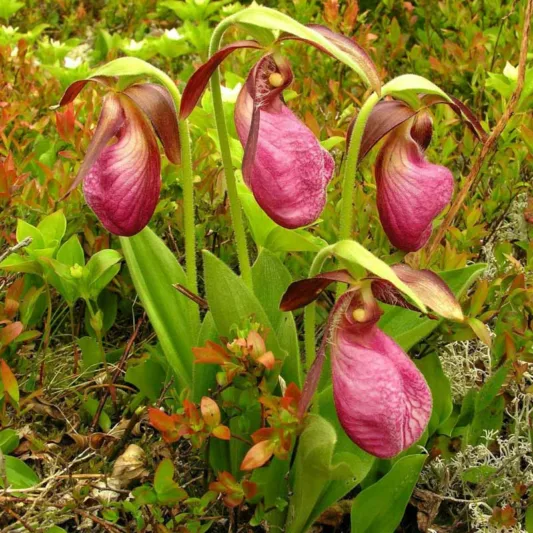 Cypripedium acaule, Moccasin Flower, Pink Lady's Slipper, Fissipes acaulis, Pink Flowers, Hardy Orchids