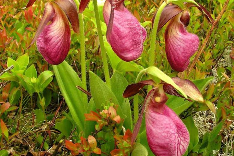 Cypripedium acaule, Moccasin Flower, Pink Lady's Slipper, Fissipes acaulis, Pink Flowers, Hardy Orchids
