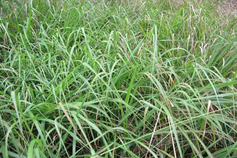 Tripsacum dactyloides, Eastern Gamagrass, Fakahatchee Grass, Eastern Gamma Grass, Eastern Mock Grama, Coix dactyloides, Perennial grass, Drought tolerant grass