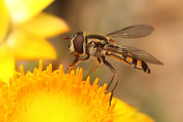 Hoverfly, Hoverflies
